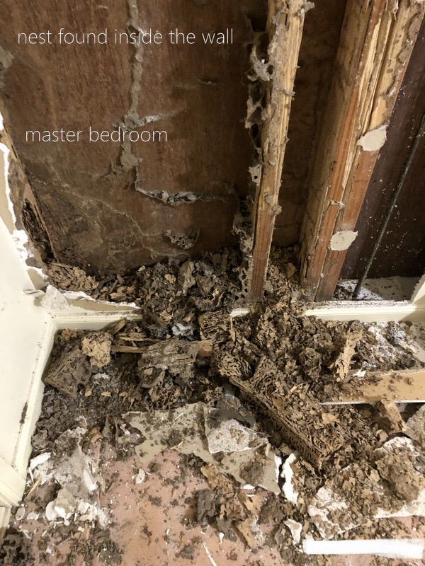 10 Signs of a Termite Infestation in Your Home.