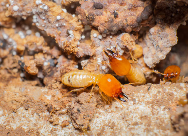 How To Get Rid Of Termites